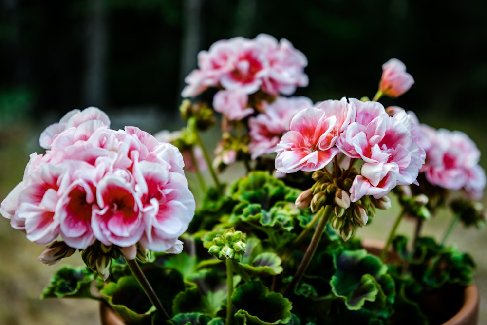 pink roses in bloom during daytime