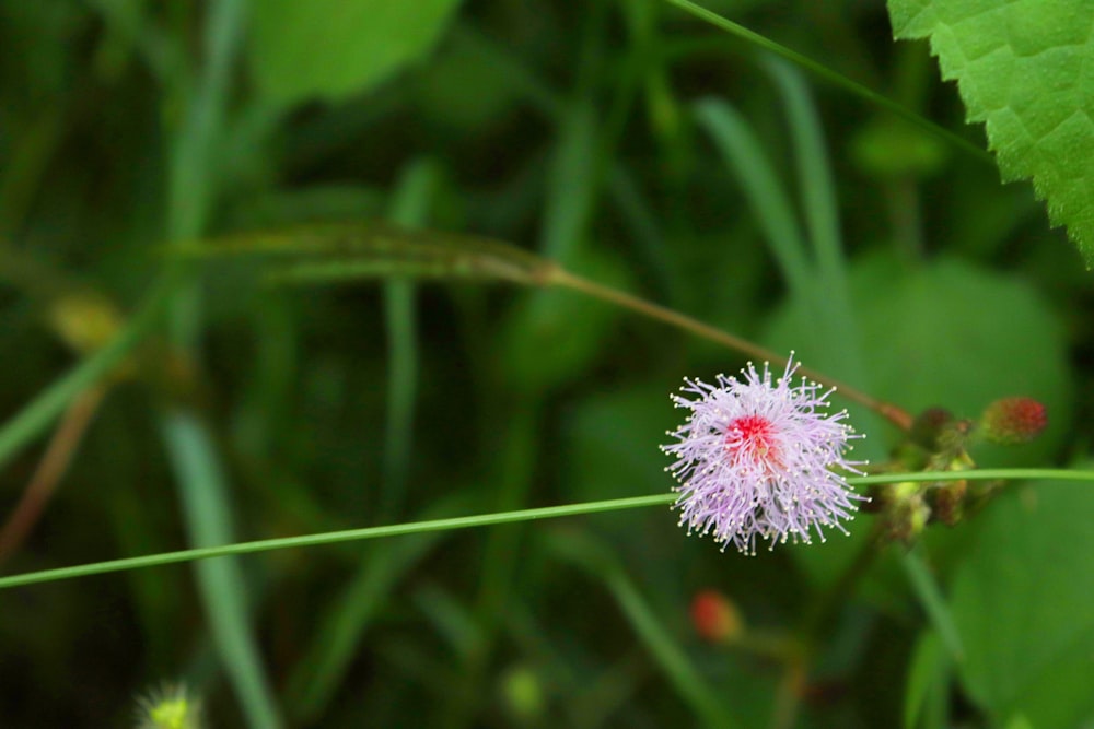 pink and white flower in tilt shift lens