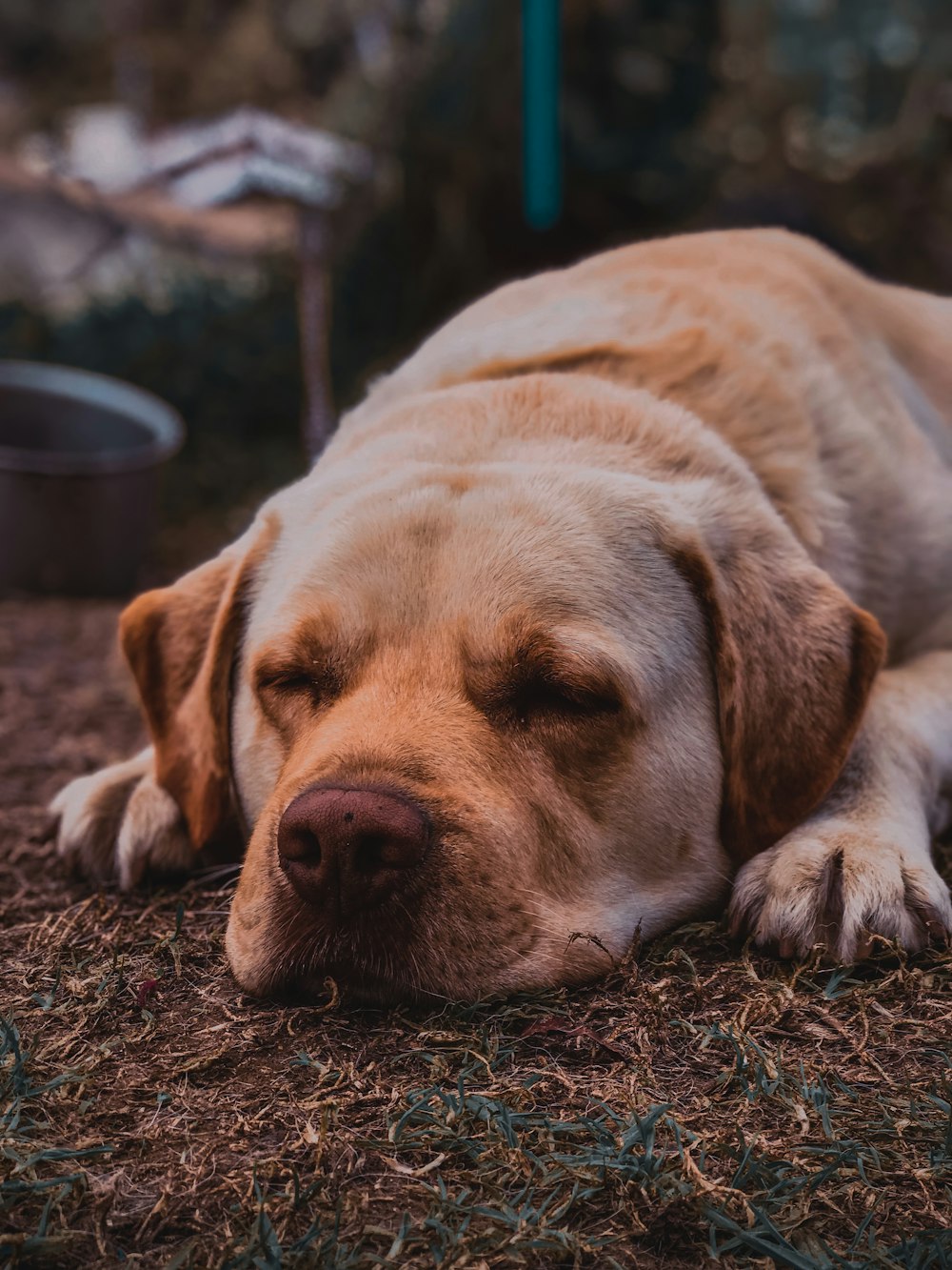 yellow labrador retriever lying on ground