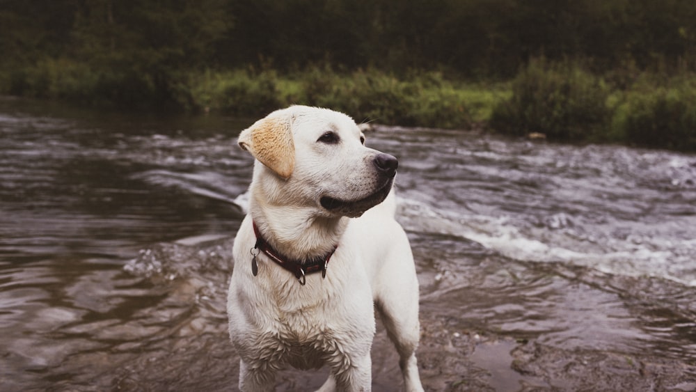 yellow labrador retriever on water