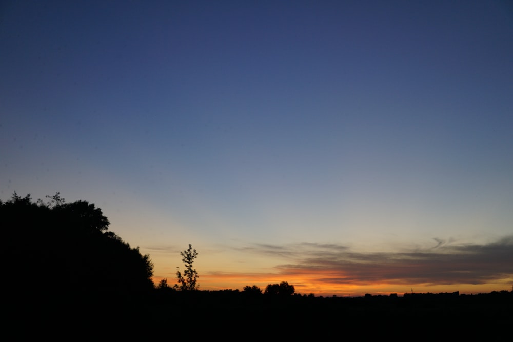 silhouette of trees during sunset