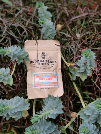 A bag of Buddha Beans coffee labeled 'Burundi' is placed among green succulents and dried twigs. The packaging is tan with a decorative label in shades of blue, red, and orange, displaying information about the coffee's origin and infusion.
