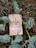 A bag of Buddha Beans coffee labeled 'Burundi' is placed among green succulents and dried twigs. The packaging is tan with a decorative label in shades of blue, red, and orange, displaying information about the coffee's origin and infusion.