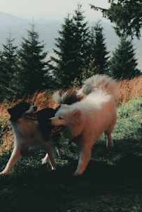 Dogs playing together in a spacious grassy area with a gentle river flowing nearby.