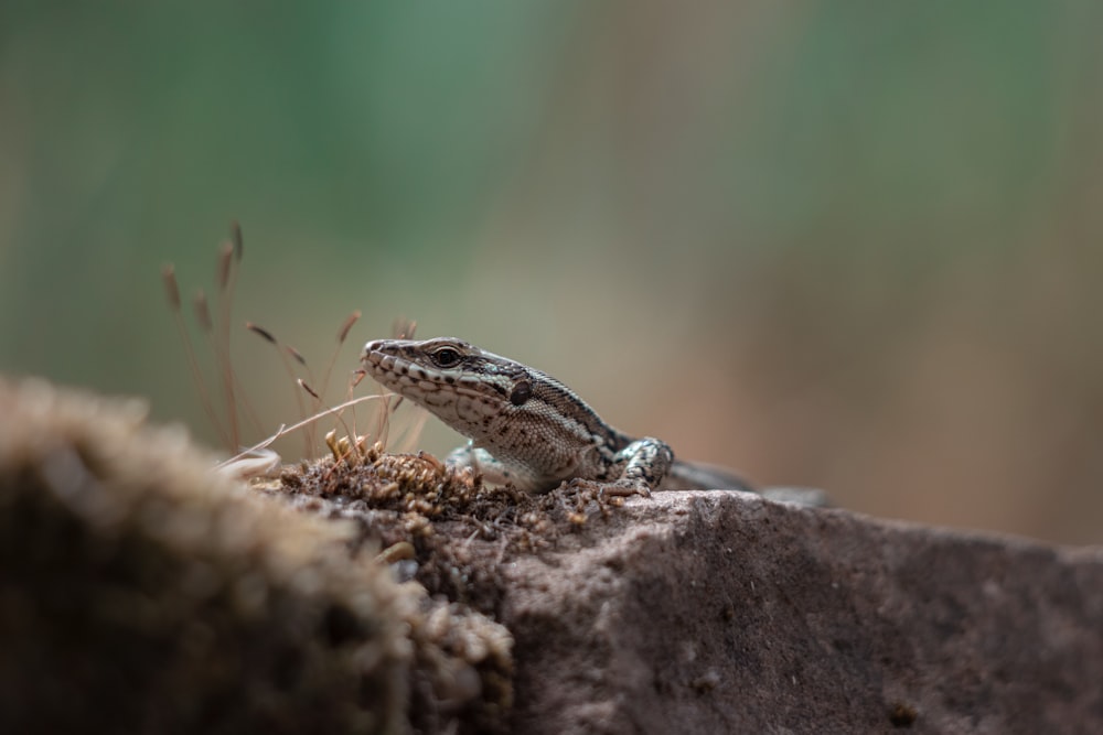 brown and black lizard on brown rock