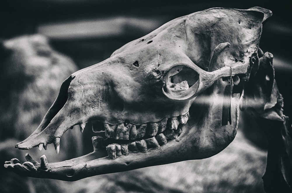 grayscale photo of animal skull