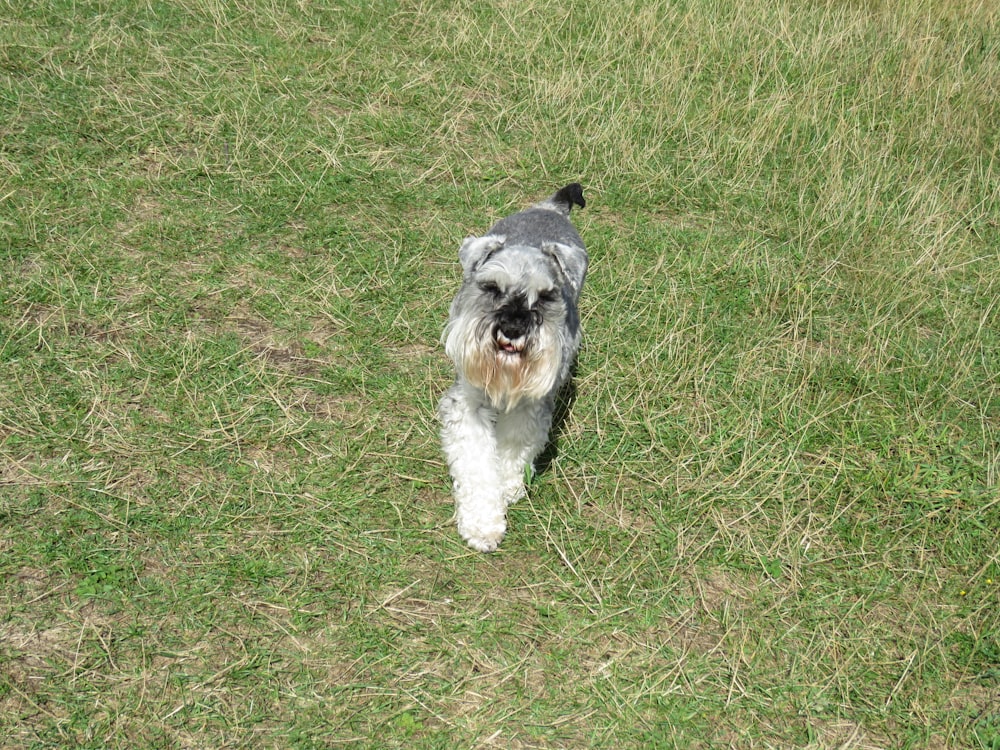 white and gray long coated small sized dog on green grass field