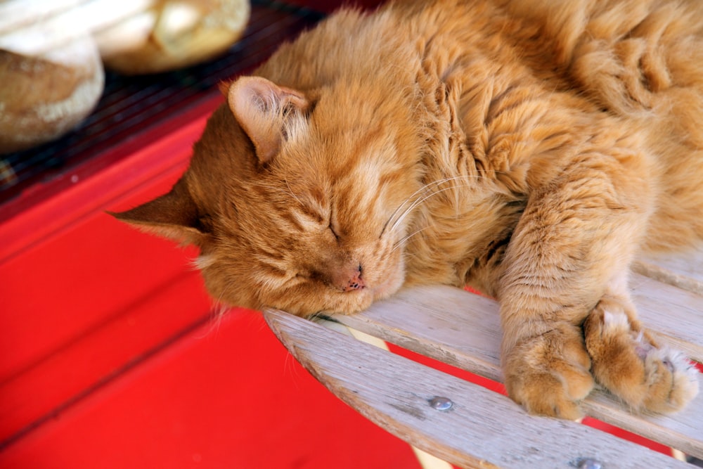 orange tabby cat lying on red textile