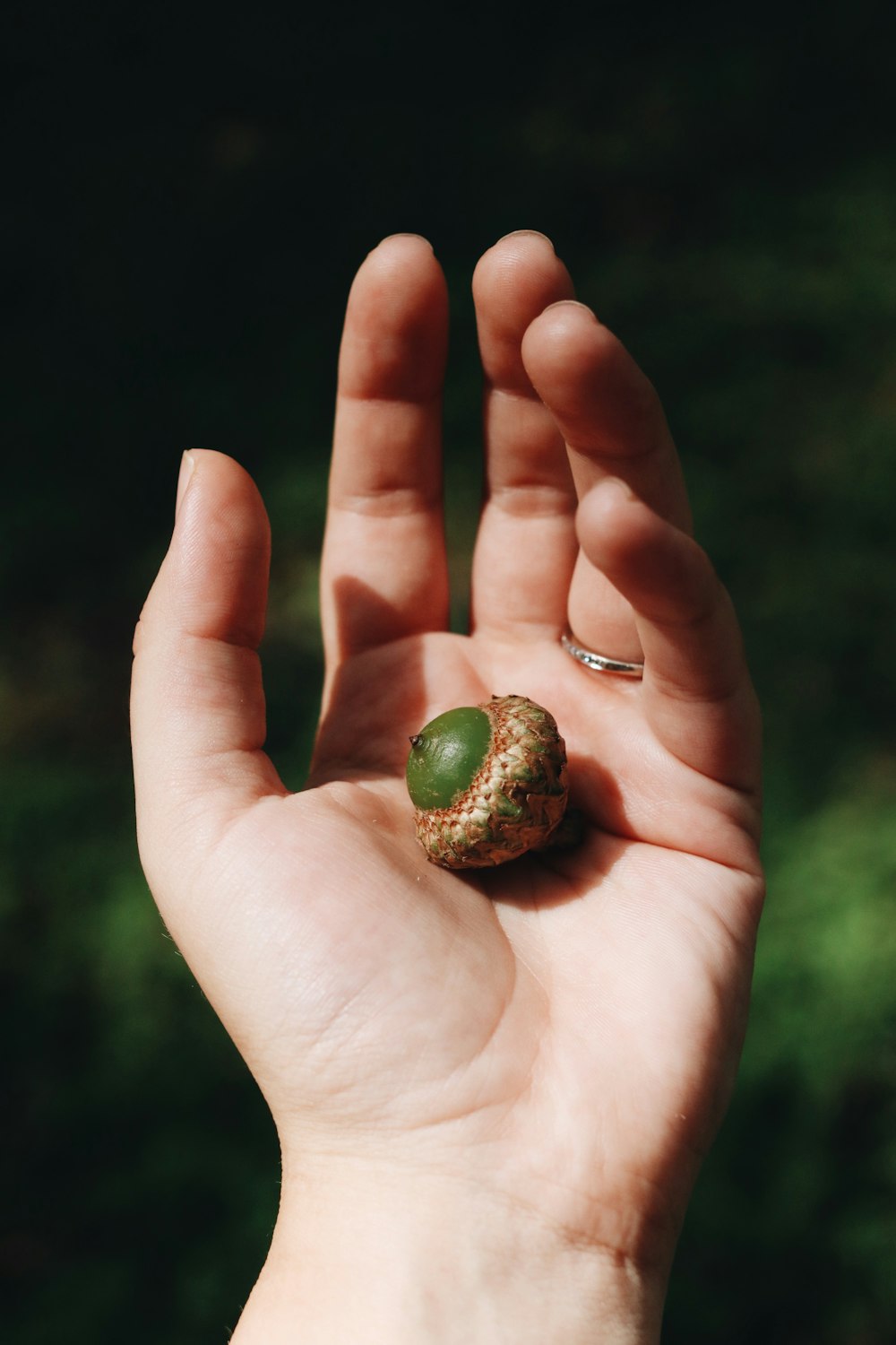 green and brown round fruit on persons hand