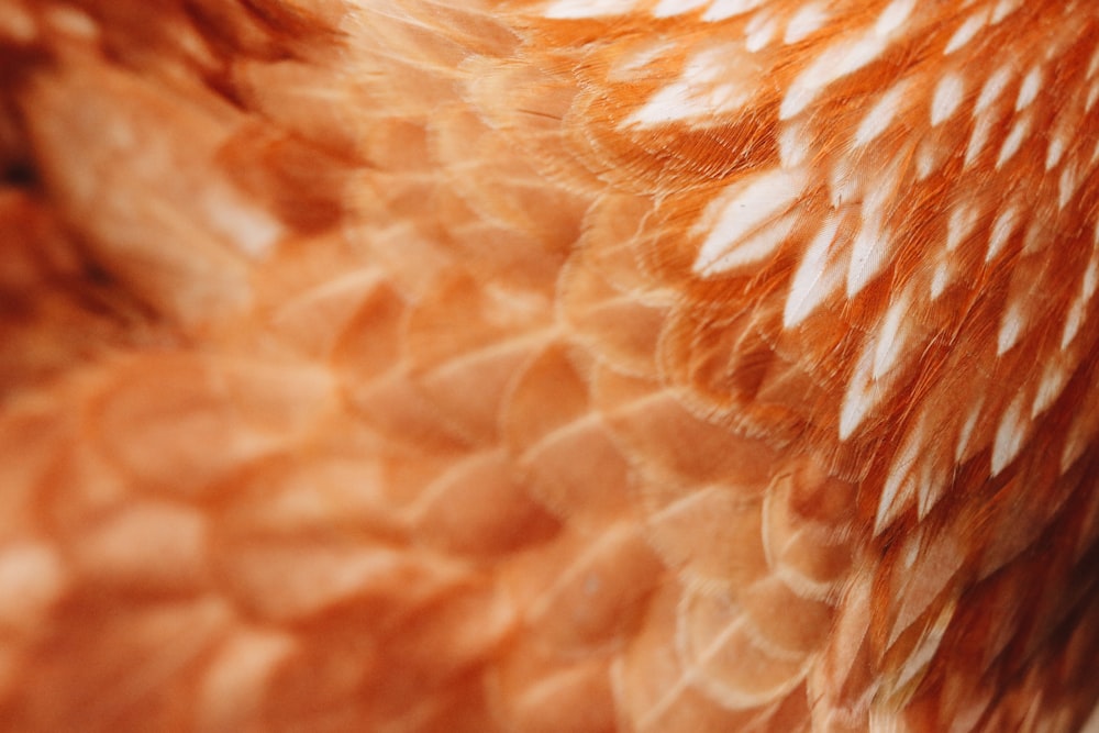 brown and white feathered bird