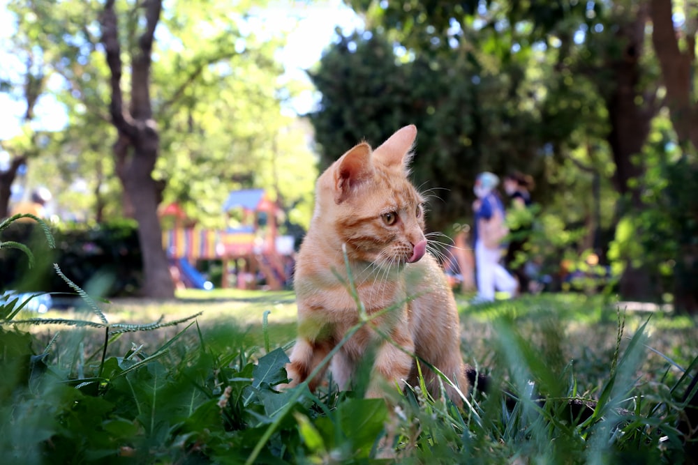 낮 동안 푸른 잔디에 오렌지 얼룩 고양이