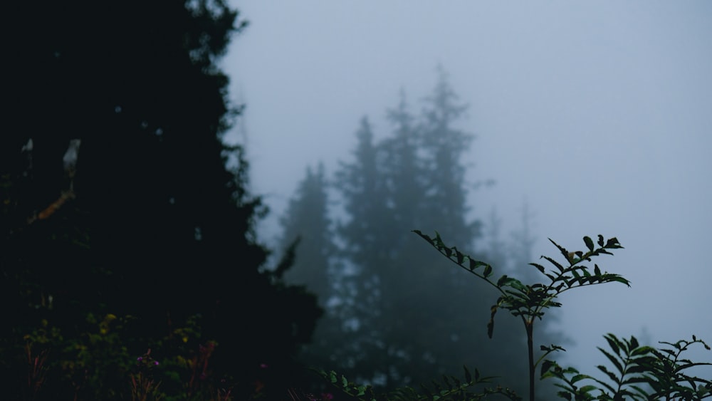 green plant with fog during daytime