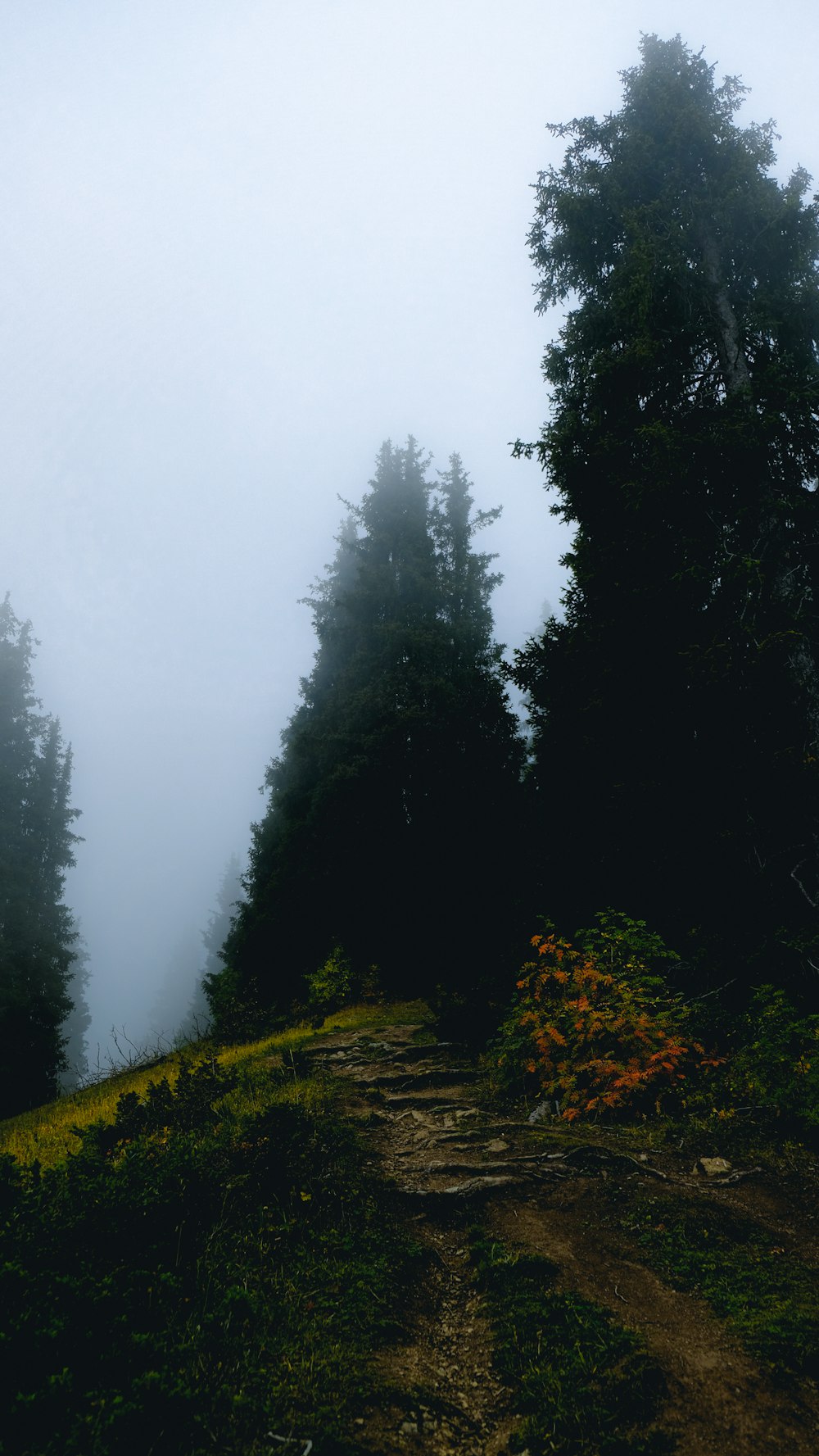 green trees on green grass field during foggy weather