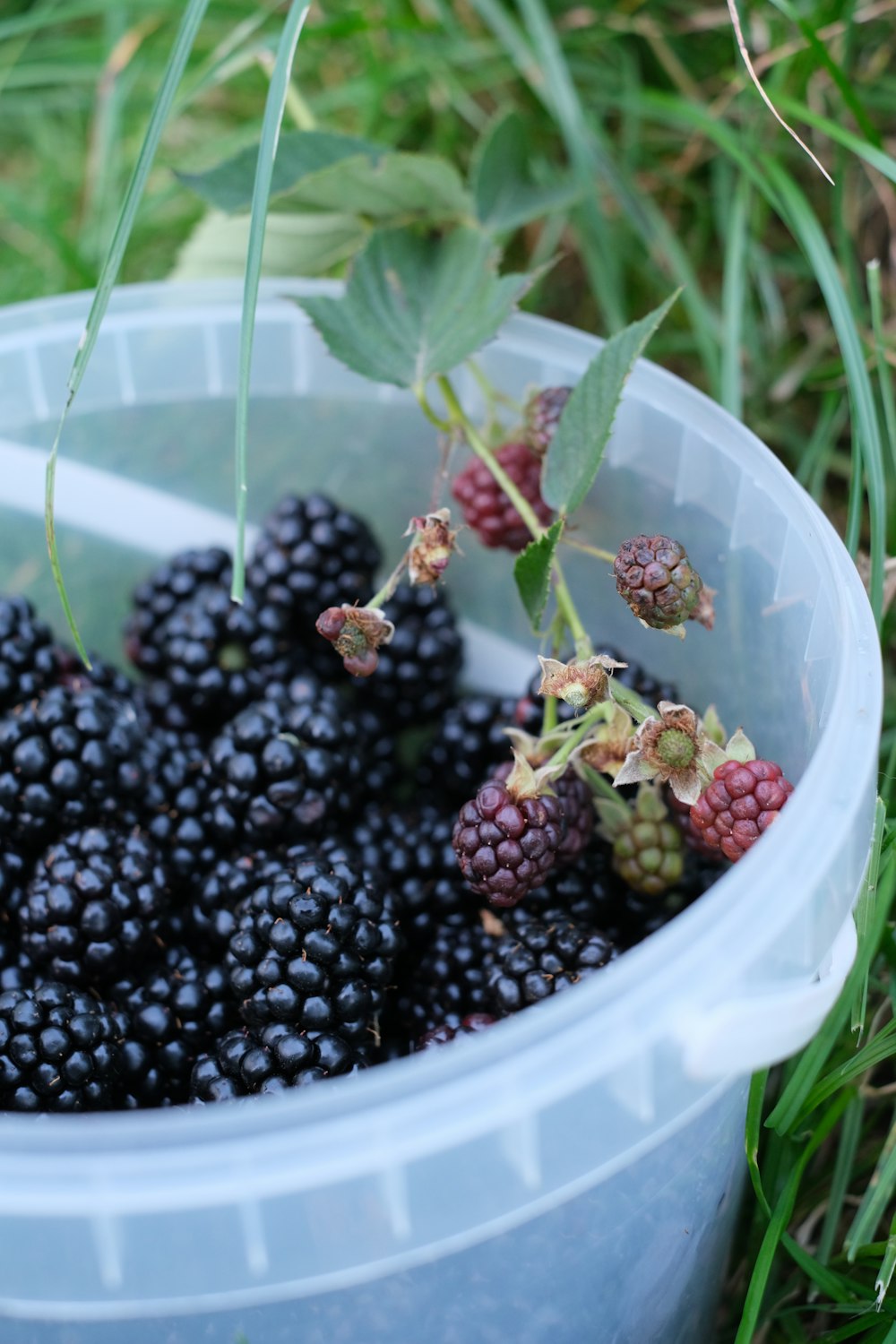 black berries in blue plastic container