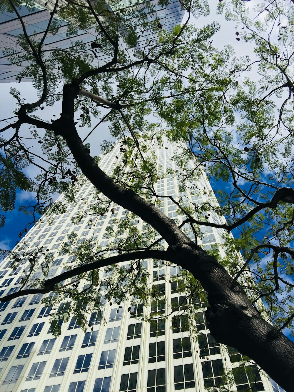 low angle photography of tree near white building