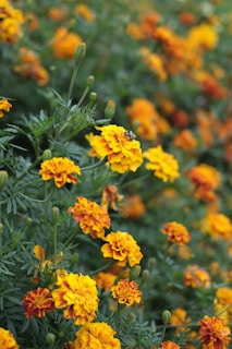 A vibrant field of marigold flowers in full bloom, displaying a mix of bright yellow and orange hues. A bee is perched on one of the flowers, suggesting pollination activity. The lush green foliage provides a rich background to the warm colors of the petals.