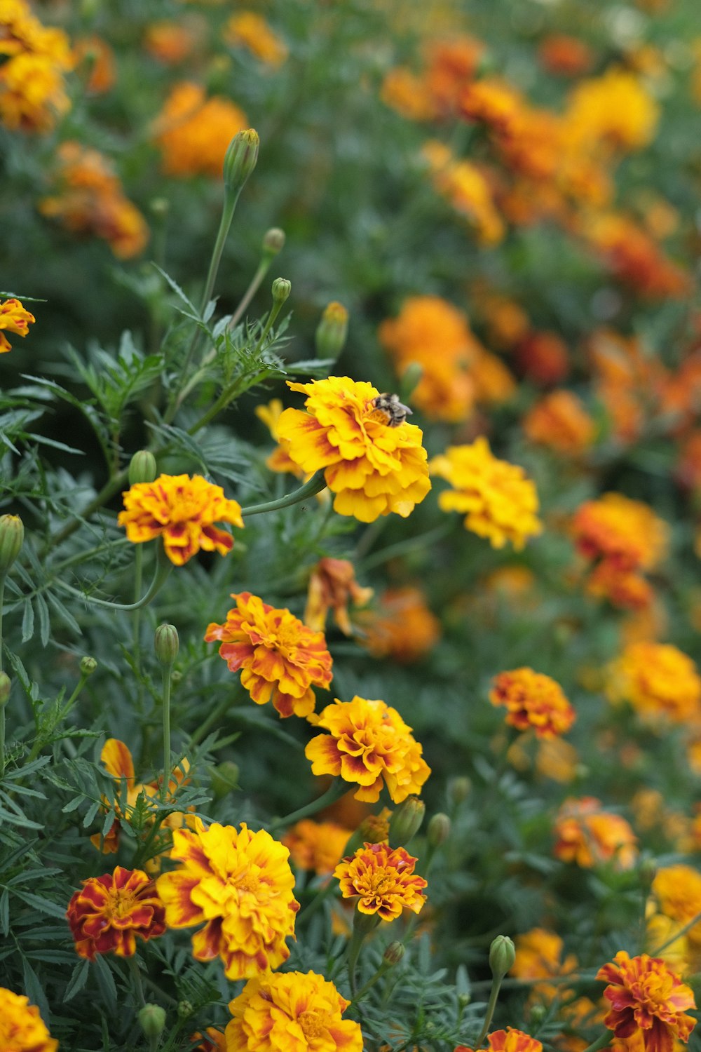 yellow flowers in tilt shift lens