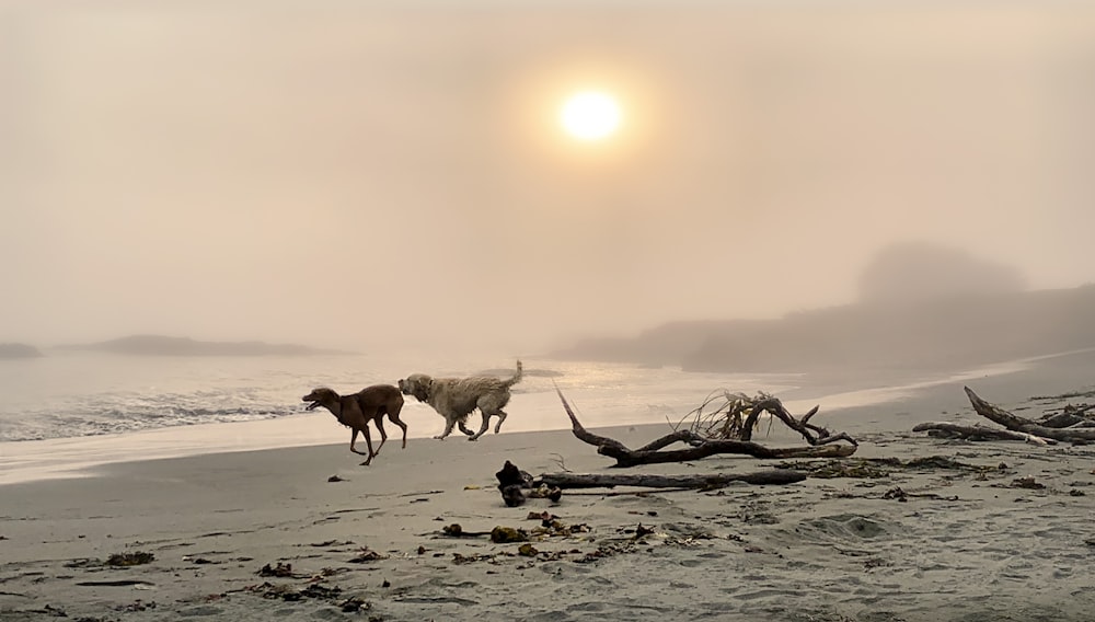 dogs running on beach during sunset
