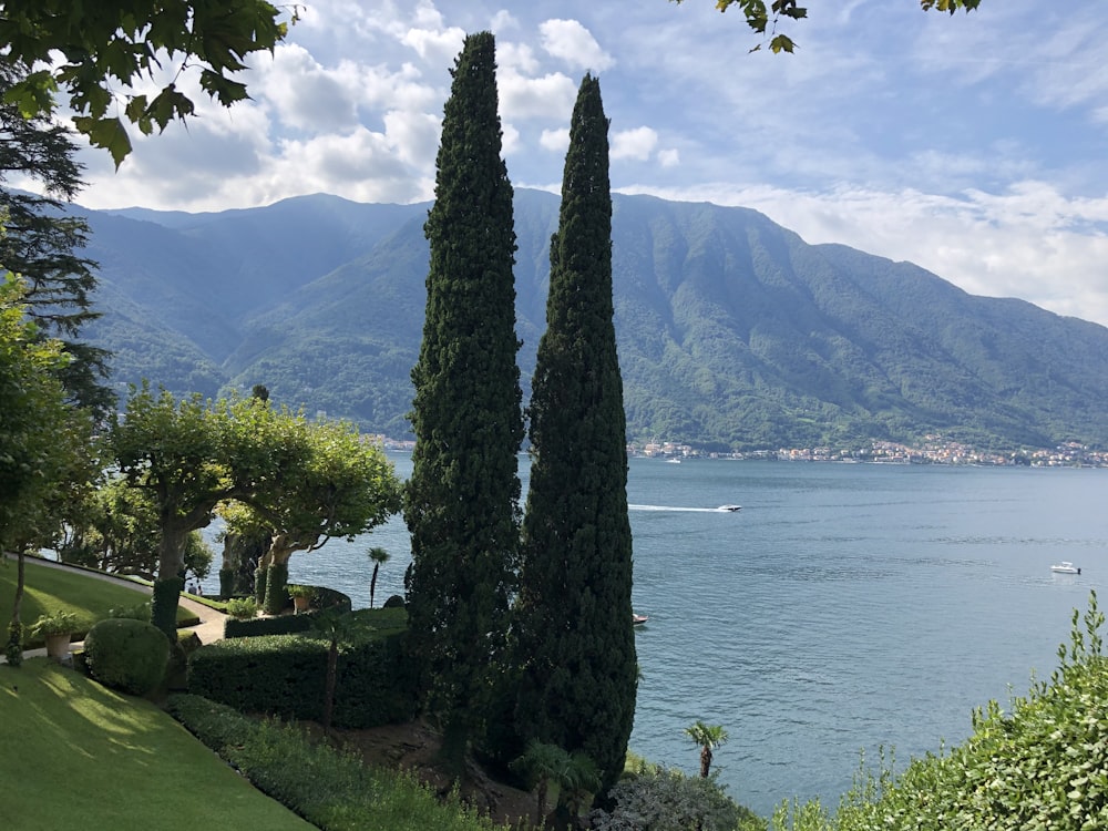 green tree near body of water during daytime