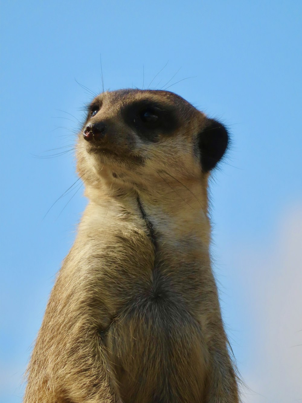 brown and black meerkat under blue sky during daytime