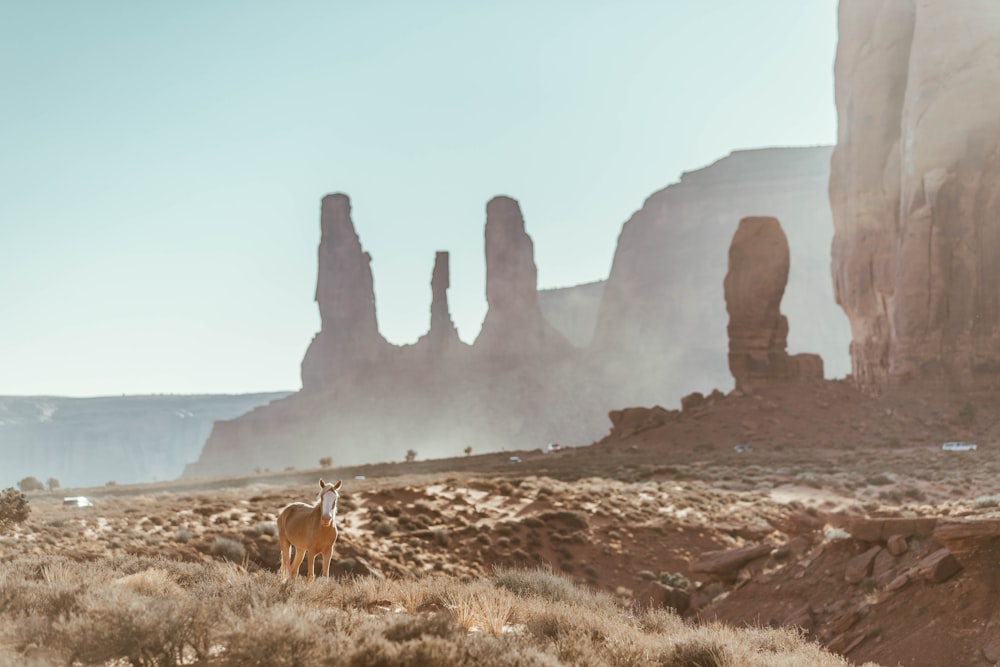 brown cow on green grass field near rock formation during daytime