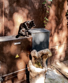 A black cat is grooming itself while sitting on a metal surface with a warning sign. The background features a textured wall and leafy vines with sunlight casting dappled shadows. A gnarled tree stump is visible in the foreground.