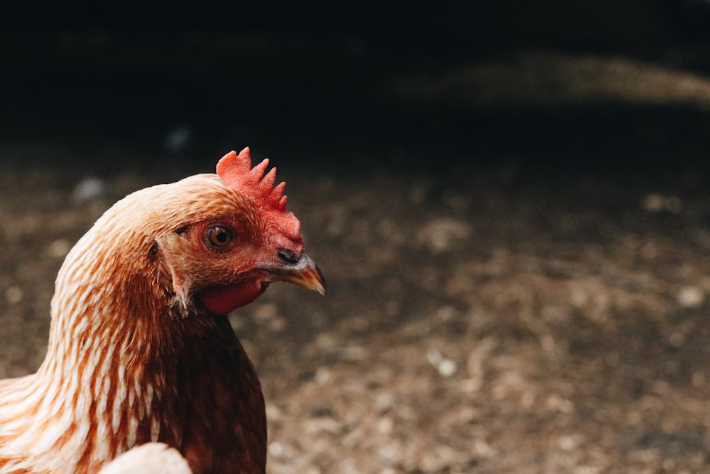 brown hen on brown soil