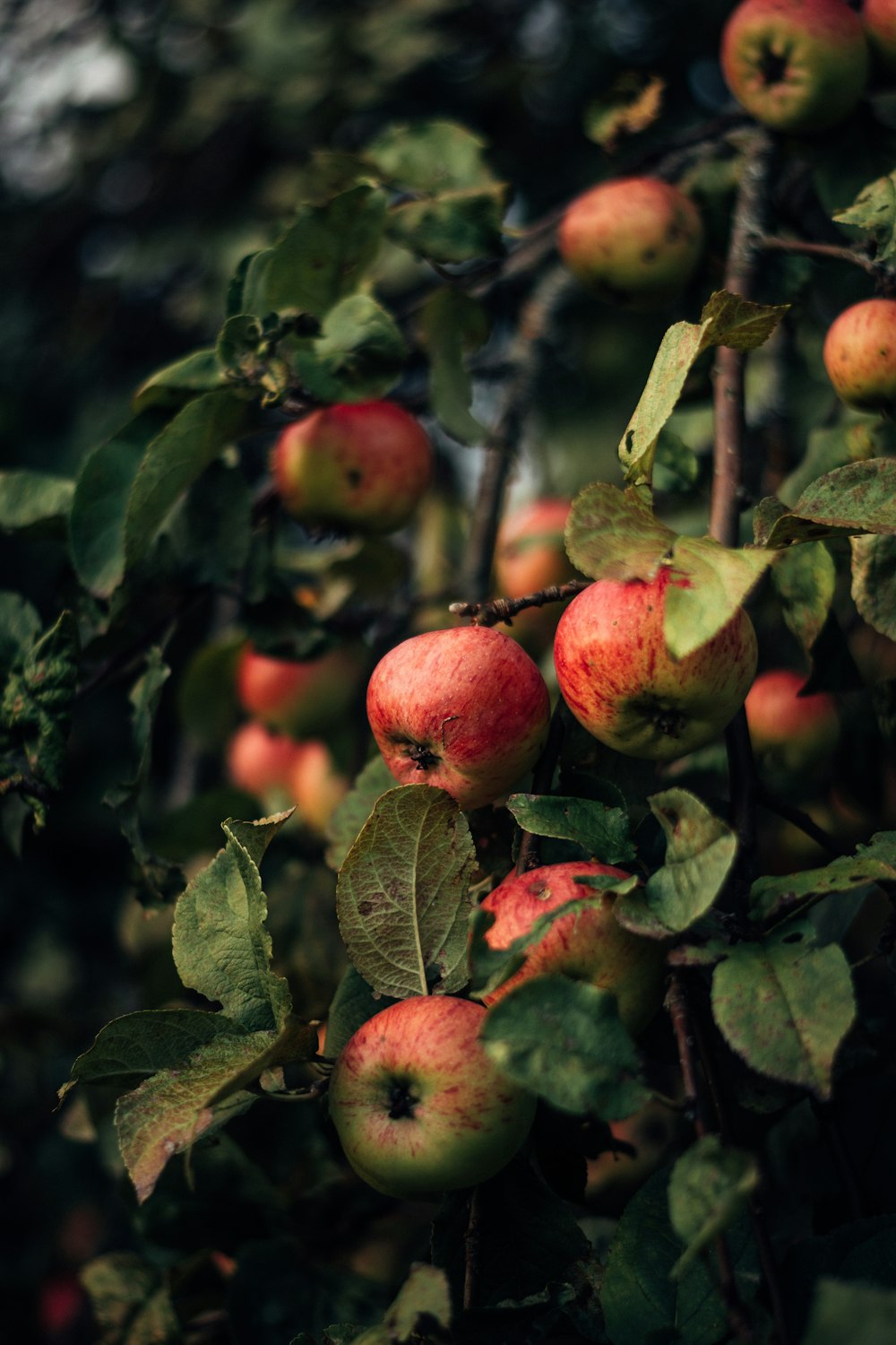 fruits ronds rouges sur l’arbre pendant la journée