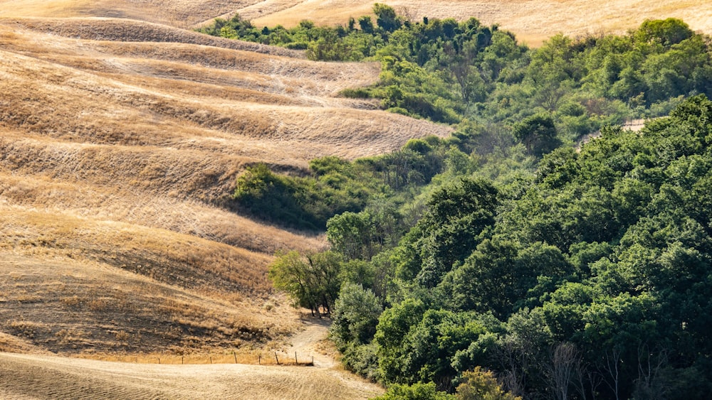 green trees on brown field during daytime