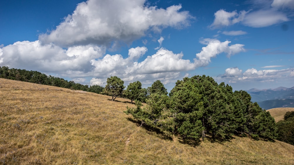 green trees under blue sky and white clouds during daytime