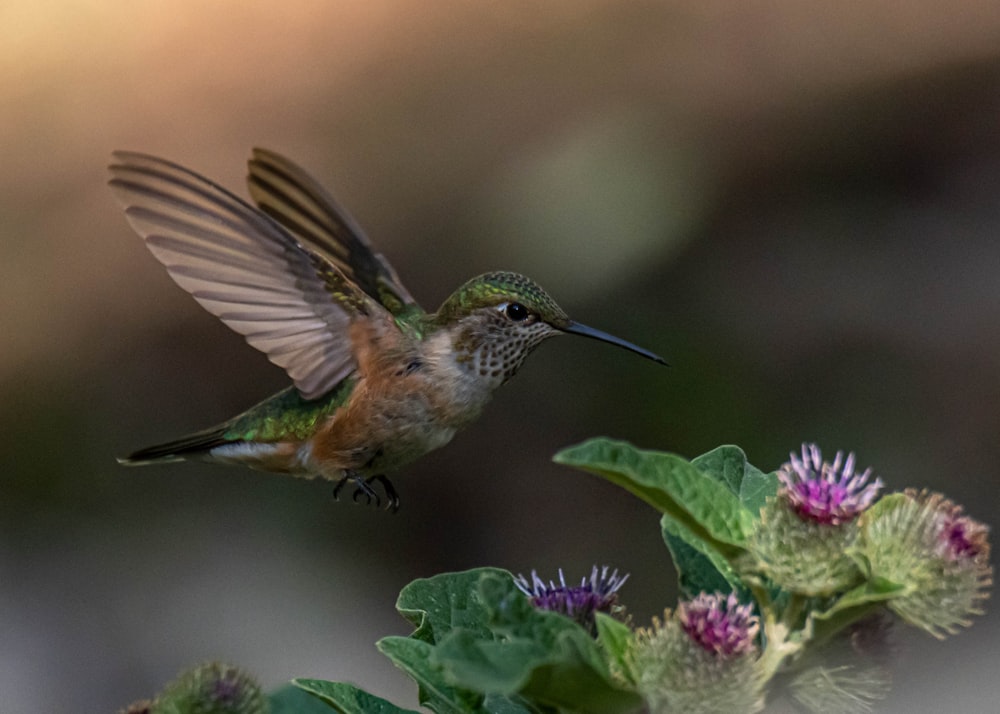 brown humming bird flying on purple flower