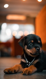 black and tan rottweiler puppy