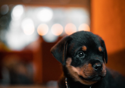 black and tan rottweiler puppy