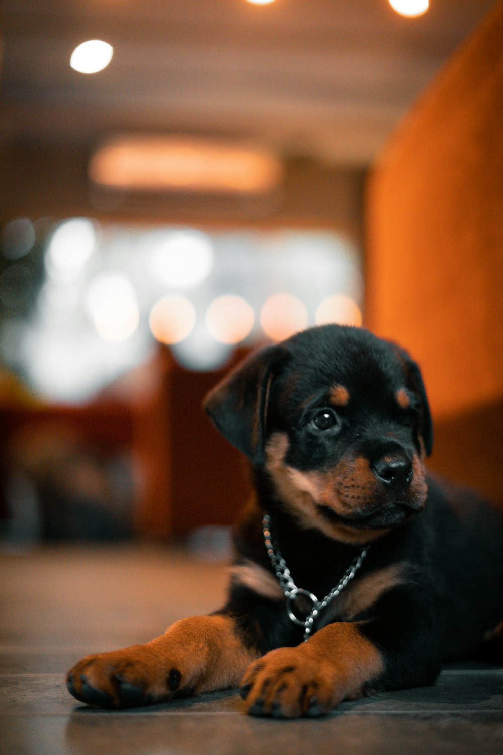 black and tan rottweiler puppy