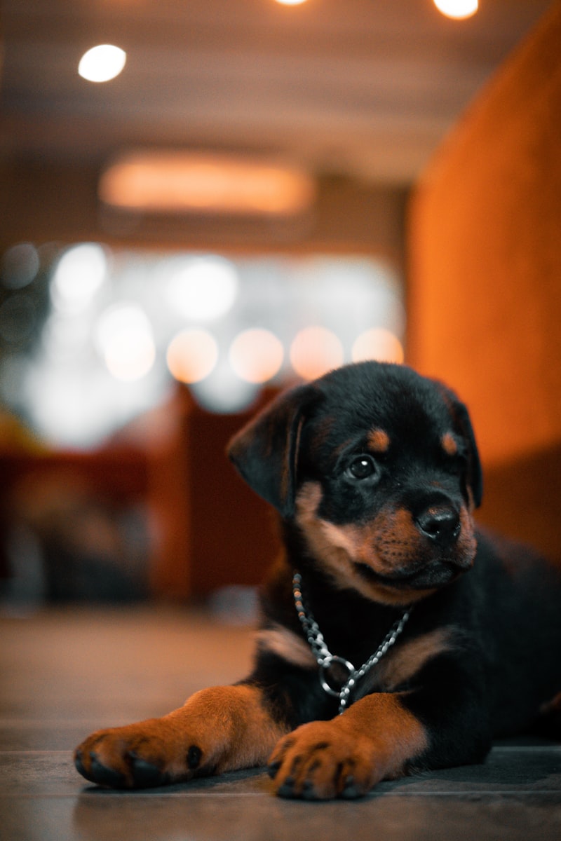 Cachorro Rottweiler nutrido con alimento House Barf Armenia