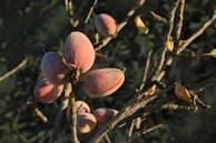 Rows of golden almonds drying under the gentle afternoon sun on traditional mats.