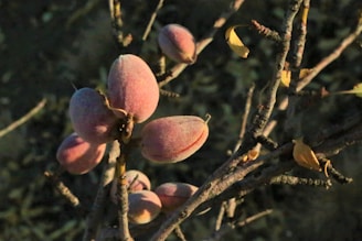 A cluster of ripe almonds on a tree branch, surrounded by brown twigs and a few sparse yellow leaves. The almonds have a soft, fuzzy texture and display a pinkish hue.