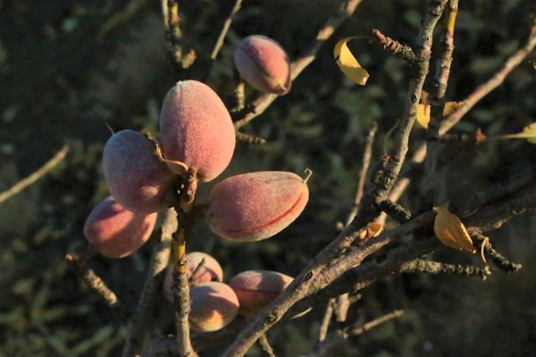 A cluster of ripe almonds on a tree branch, surrounded by brown twigs and a few sparse yellow leaves. The almonds have a soft, fuzzy texture and display a pinkish hue.