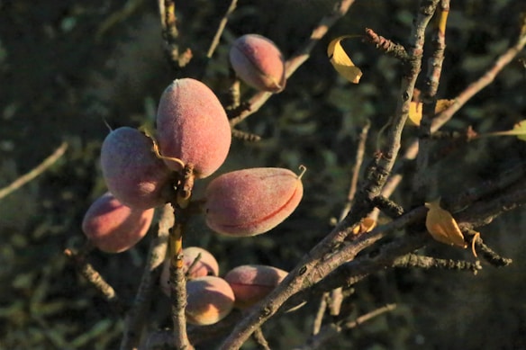 A cluster of ripe almonds on a tree branch, surrounded by brown twigs and a few sparse yellow leaves. The almonds have a soft, fuzzy texture and display a pinkish hue.