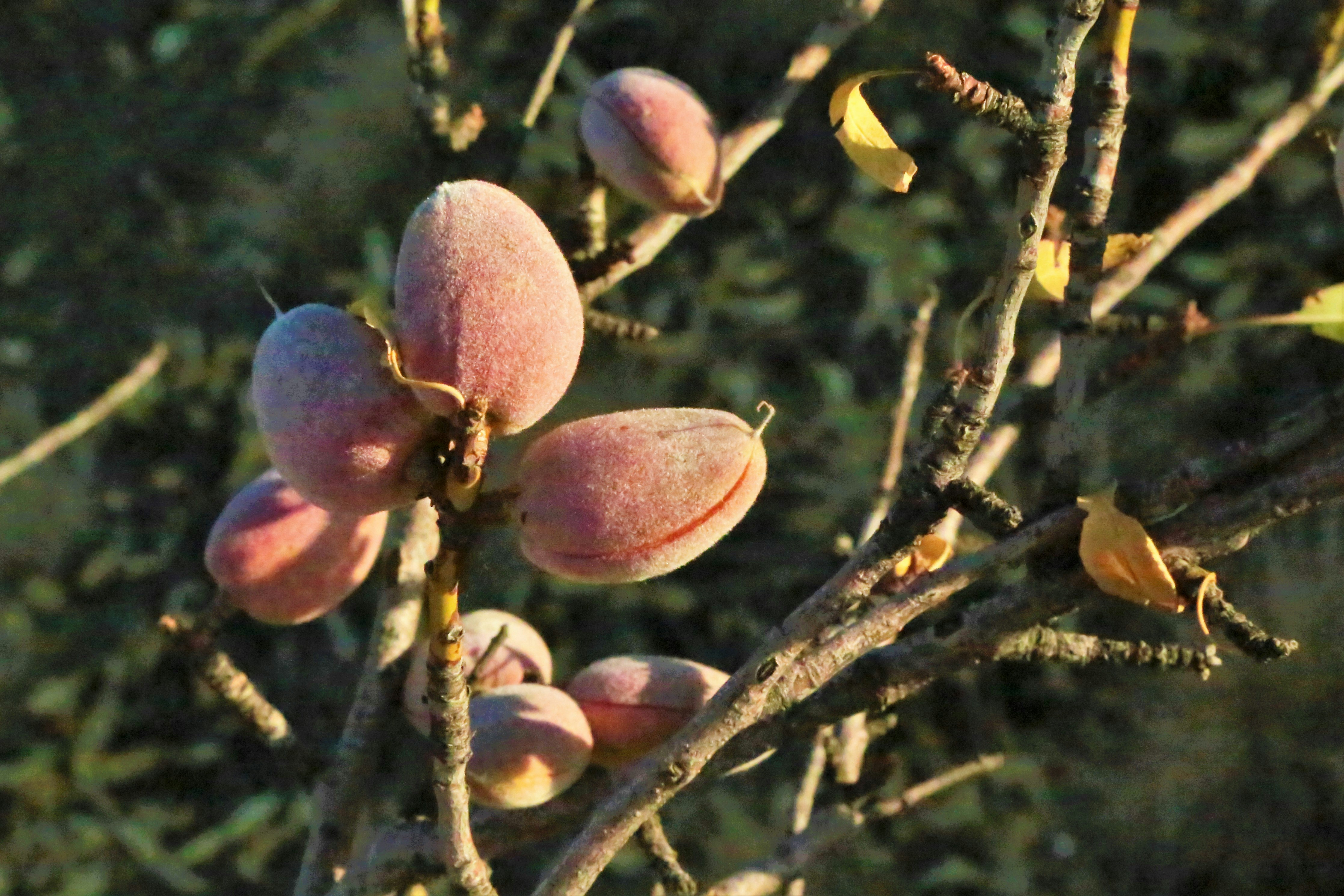 pink fruit on tree branch