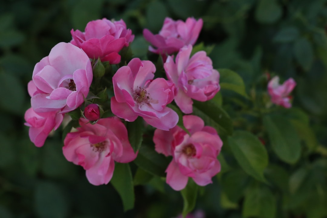 pink flowers in tilt shift lens