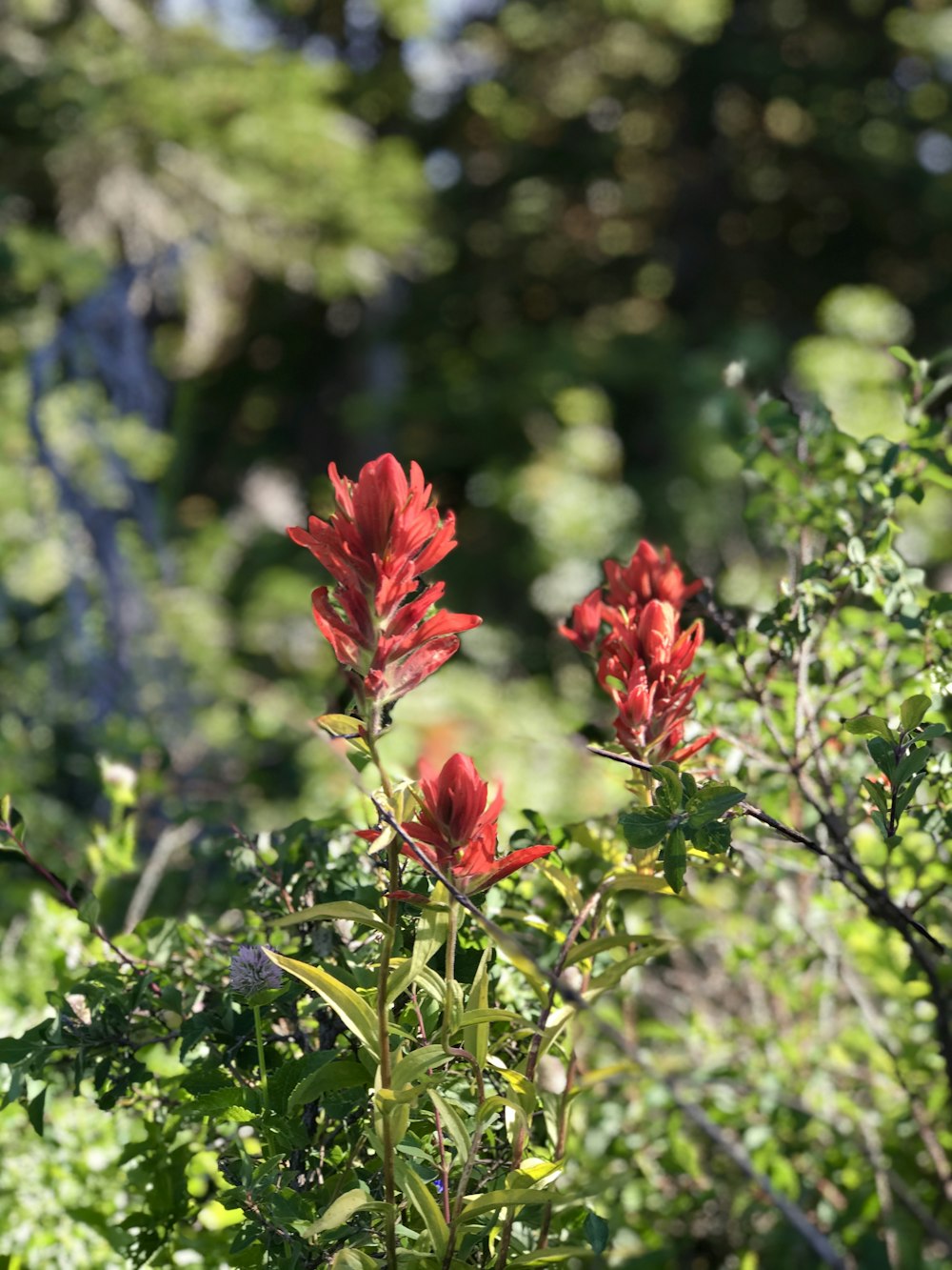 red flower in tilt shift lens