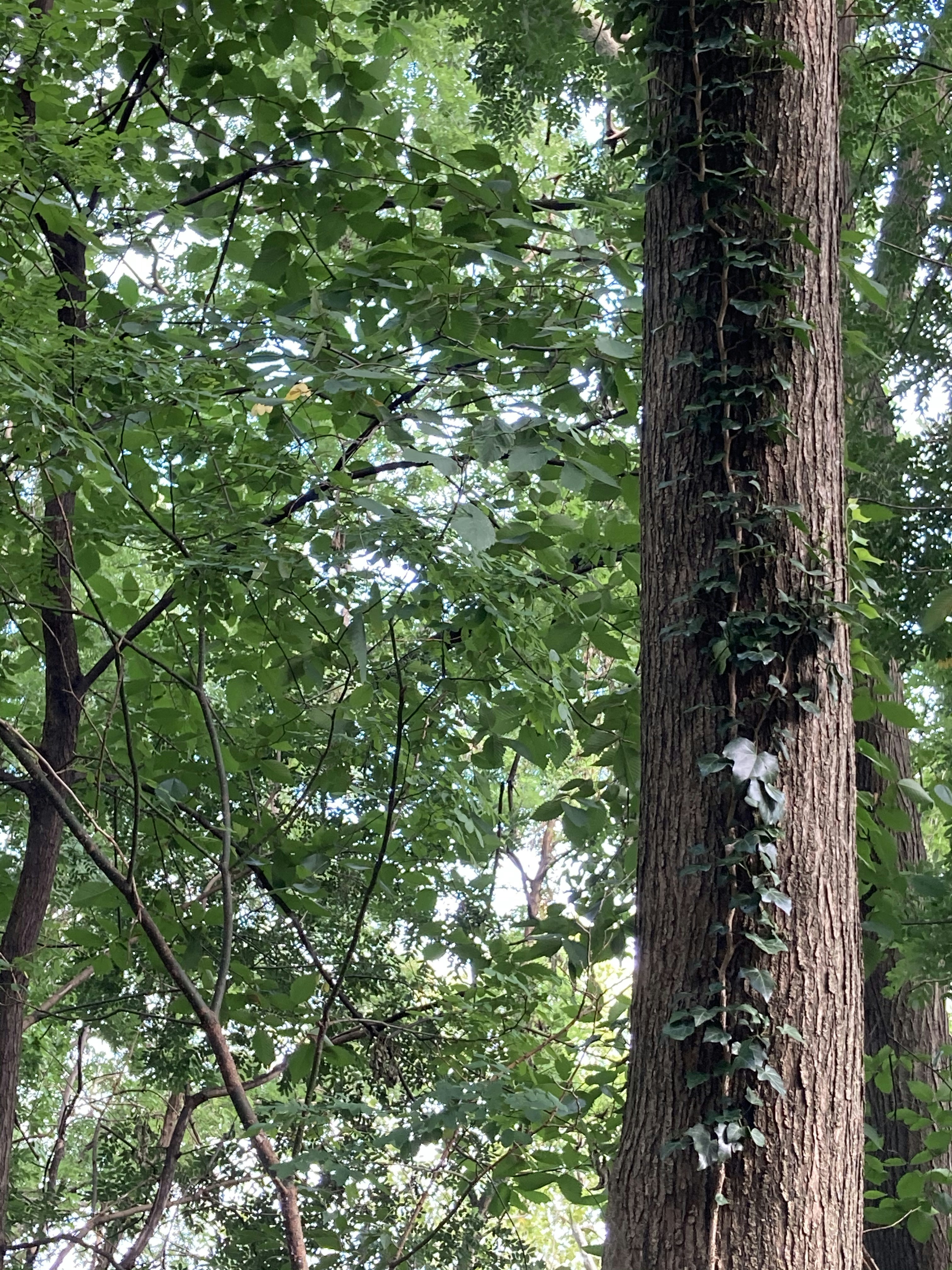 Photo by justafairyrevolution