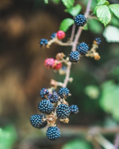 blue and red round fruits