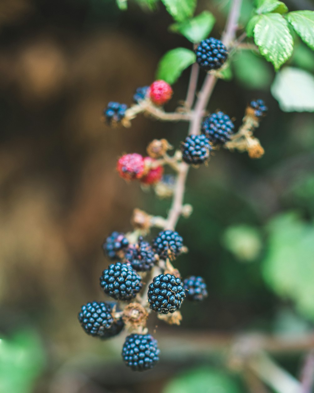 blue and red round fruits