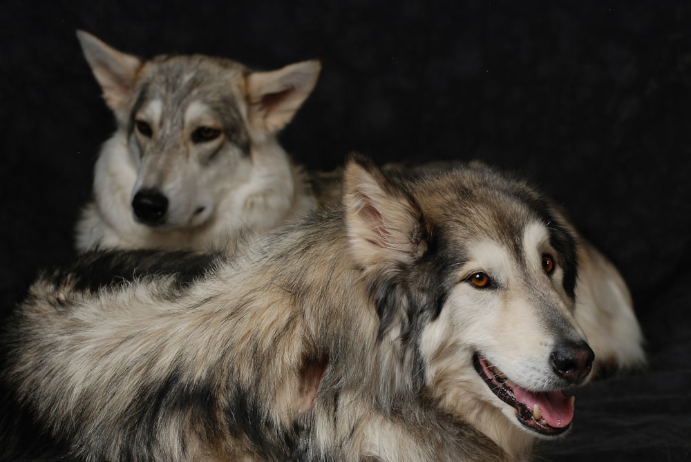 white and brown wolf on black background