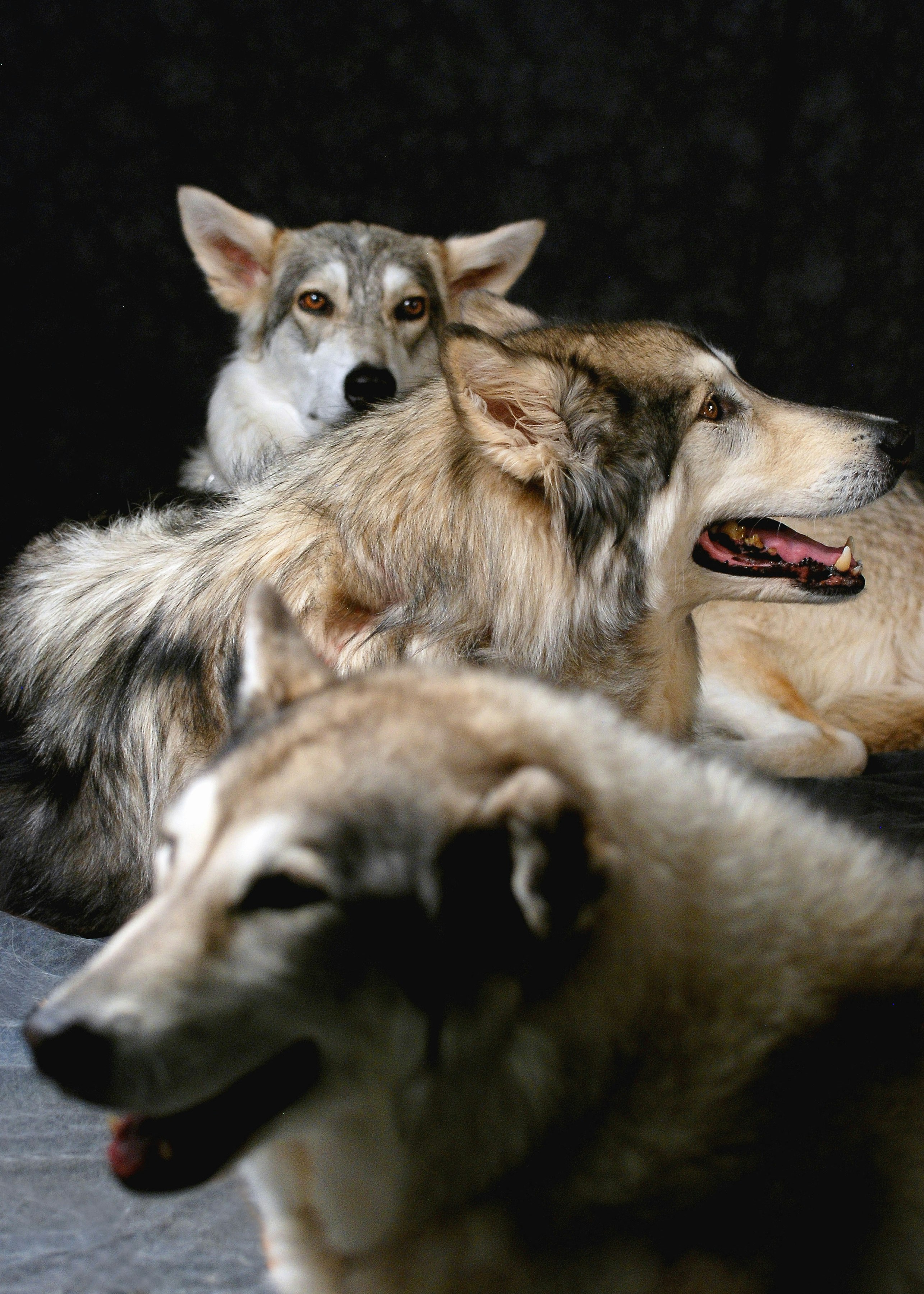 Photo de hurler avec les loups par Linda Kazares