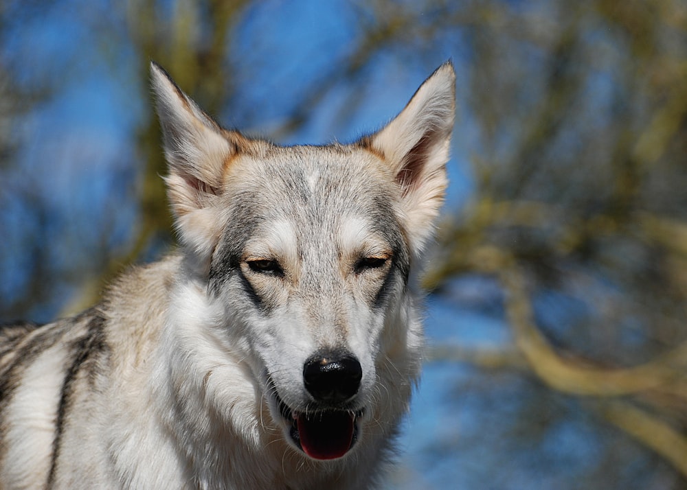 white and brown wolf in close up photography
