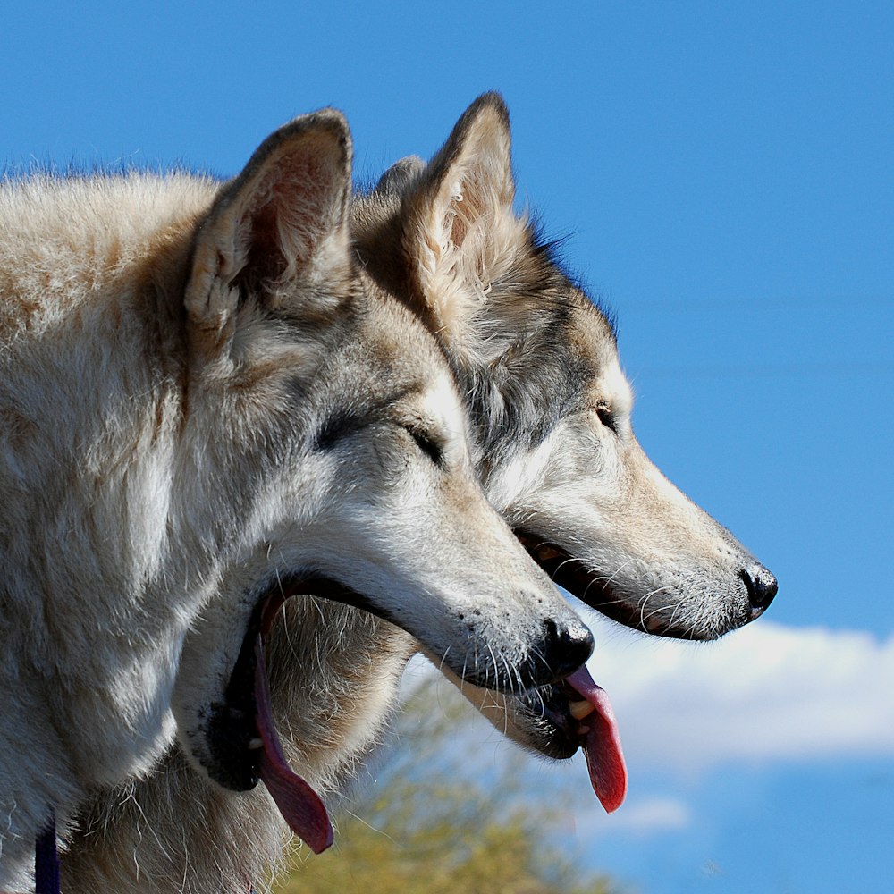 white and brown wolf under blue sky during daytime