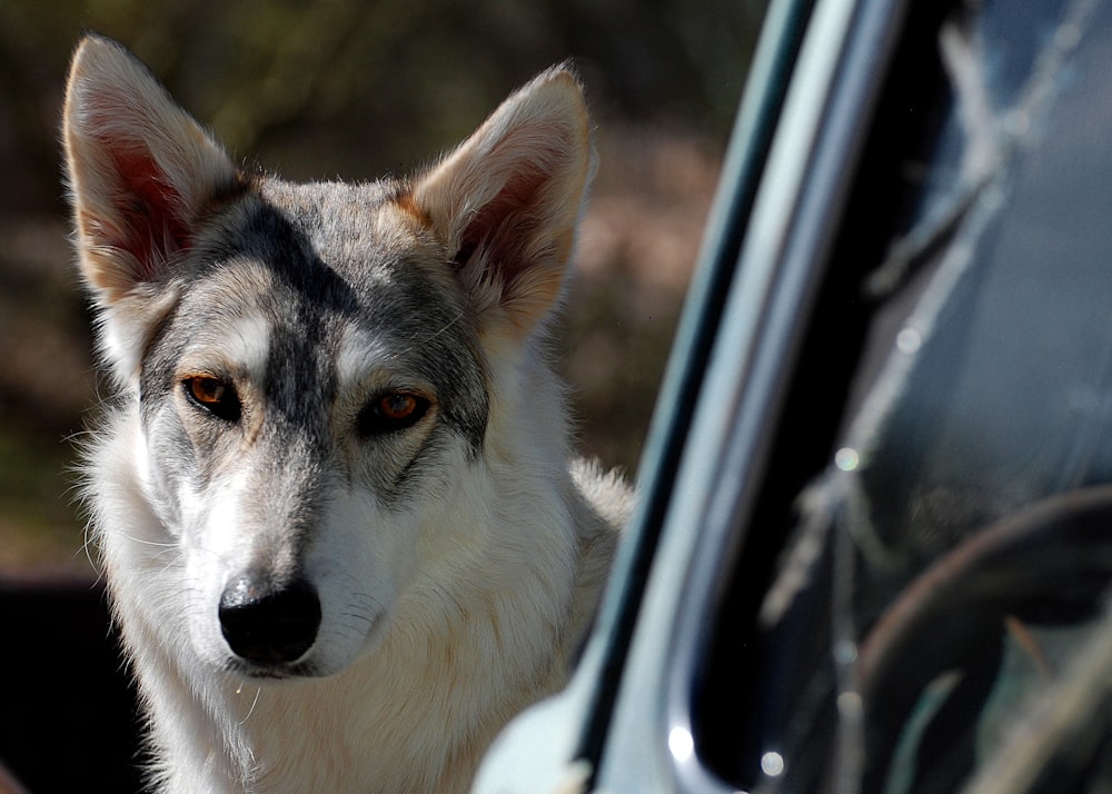 white and black wolf in car during daytime